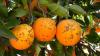 South Africa leads 66% surge in EU citrus pest interceptions, growers demand stricter controls