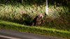 Dog found tied to street sign, Vermont State Police asking for public's help
