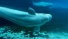 28 beluga whales relocating to U.S. aquariums from shuttered Canadian theme park