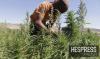 Morocco among top countries for Cannabis seizures and cash smuggling cases