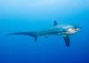 Costa Rica Faces New Court Push to Ban Thresher Shark Exports