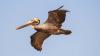 Costa Rica Warns Beachgoers After Avian Flu Case and Pelican Reports