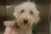 New Jersey doodle mix kept running from help, until a community gave him a second chance
