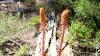 Oregon hiker spots alien-looking red stalk that 'steals' from trees
