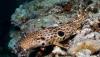 Scientists find new 'walking shark' in Papua New Guinea, and it's already at risk of extinction