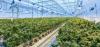 Cultivating a Greener Canopy: How Legal Cannabis is Driving Sustainable Agriculture