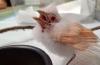 Pennsylvania rescuers found a true albino cardinal under a car, and it likely could not survive in the wild