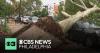 Strong storms knock down trees, damage homes and cars in Philadelphia area