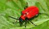 Canada's tiny red lily beetle can strip lilies bare, and gardeners say they check plants for them every day