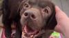 Vermont State Police ask for information about dog found tied to street sign