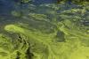 Harmful Algal Blooms Reported at 2 Major West Michigan Lakes