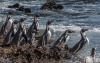 El Niño accelerates the disappearance of the Humboldt penguin in Peru: colonies reduced to historic lows