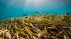 Seagrass Meadows Support More Nutritious Fisheries Than Nearby Coral Reefs