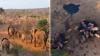 Kenya desalination plant becomes lifeline as 150 wild elephants stream into Tsavo for water