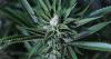 Opinion: The more we learn about cannabis, the less the conversation should be about the leaf
