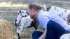 Prince Harry gets down with the kids at goat yoga