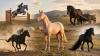 Aqzhan, Sampson, Huaso: Record-breaking horses that made history