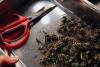 Five Years and $100,000 Later, New York Finally Let Me Sell Weed