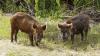 African Swine Fever Reappears in Germany as Serbia Begins Mass Cull of 11,000 Pigs