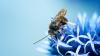 Scientists Think Bee Silk Could Be a Surprising New Supermaterial. Here's Why.