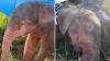 South Africa sanctuary celebrates albino elephant's recovery from near-fatal snare wounds