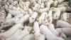 From Wastewater Tracking to Tongue Samples: Six New Projects Target Swine Disease Monitoring and Mitigation