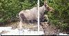 First Alaska mule deer harvest follows years of fleeting appearances in the state