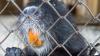 Genetic testing links California nutria to Oregon, suggesting someone set them loose