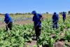 Wind farm partnership helps grow food security and small businesses in the Eastern Cape