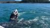Grey whales are dying along our shores. Researchers say a warming climate may be part of the problem