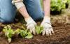 New Jersey Lawmakers: Do We Have the Right to Garden?