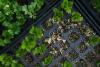 Specialty farmers find new ways to adapt to weather extremes