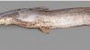 Initiative launched in Periyar Tiger Reserve for managing invasive African catfish