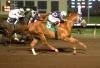 Political Twist dominates in Grade 1 Rainbow Derby