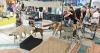 Fur Fest - A doggone fun pet expo