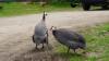 Guinea fowl sales spike in N.S. as homeowners look for natural tick control