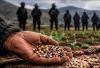 Threat to Traditional Seeds in Chile: Latin American Agroecological Movement Accuses SAG of "Dictatorship"