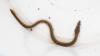 How scientists are helping mysterious, beneficial eels reclaim Maryland rivers
