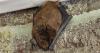 Rabies exposure risks rise after bat cases; area health officials urge vigilance as