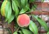 Gardening teaches us lessons as well as reaping rewards