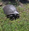 Lemon Bay Conservancy Helps Gopher Tortoises Relocate Amid Construction