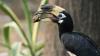 Lodhi Garden’s immigrant hornbill has a new name—Mausi Ma