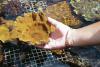 After storm damage, Hawaii’s reefs brace for another blow from El Niño