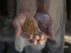 World News | Pakistan: Punjab Government's Permit Crackdown Sparks Flour Crisis Fears in Twin Cities