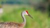 Florida sandhill crane squares off with alligator to protect chick on golf course