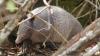 Armadillos are North Carolina's newest residents, and experts expect them in all 100 counties