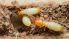North Carolina officials warn 'super termites' may be spreading by boat