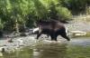 Black bear in Alaska lands a 40-pound king salmon, then lumbers off with its dinner