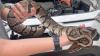 Florida deputies rescue live python from car engine, as neighbors call it nightmare fuel