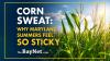 Can Corn Really Make Maryland More Humid? Here’s The Science